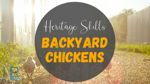 Backyard Chickens