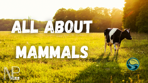 mammals