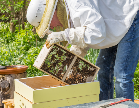 bee keeper