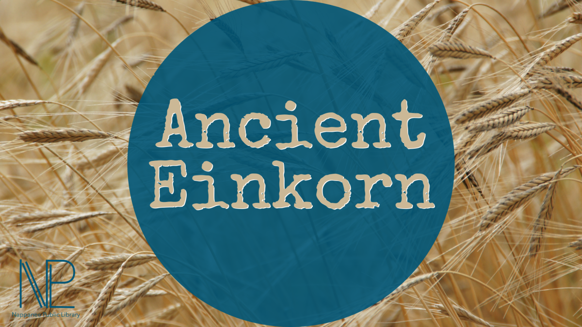 einkorn