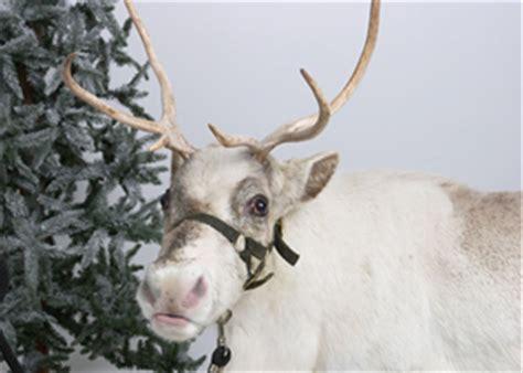 Reindeer