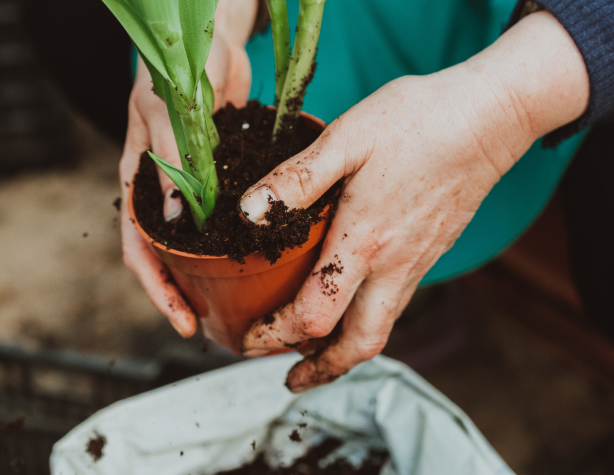 potted plant